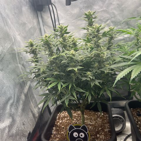 Queens Banner growlog timeline photo