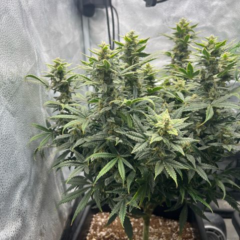 Queens Banner growlog timeline photo