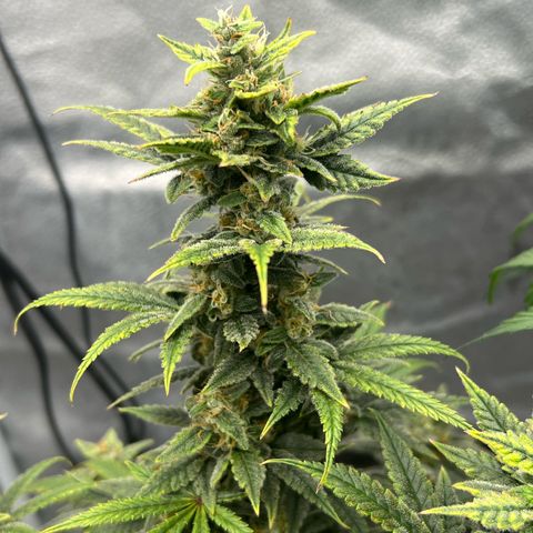 Queens Banner growlog timeline photo