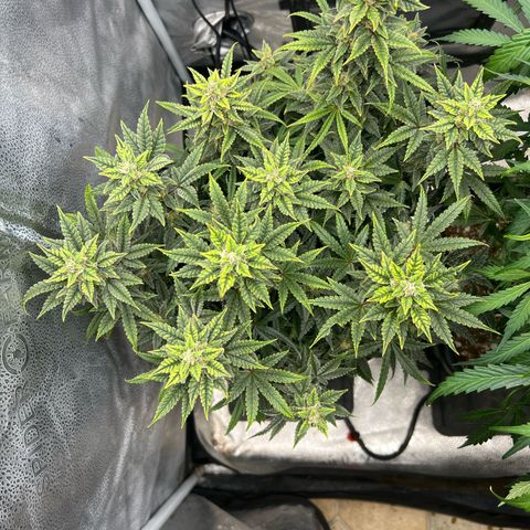 Queens Banner growlog timeline photo