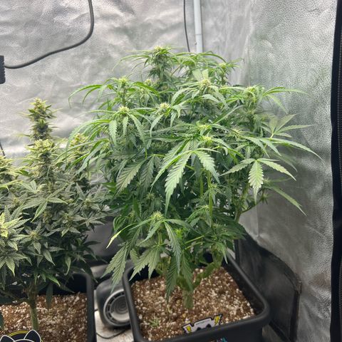 Fugue State x Pink Panama growlog timeline photo