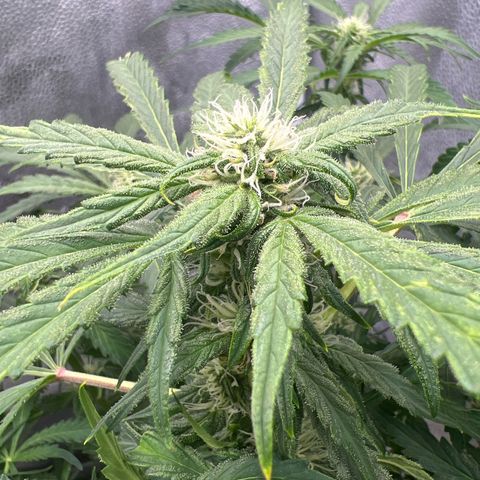 Fugue State x Pink Panama growlog timeline photo