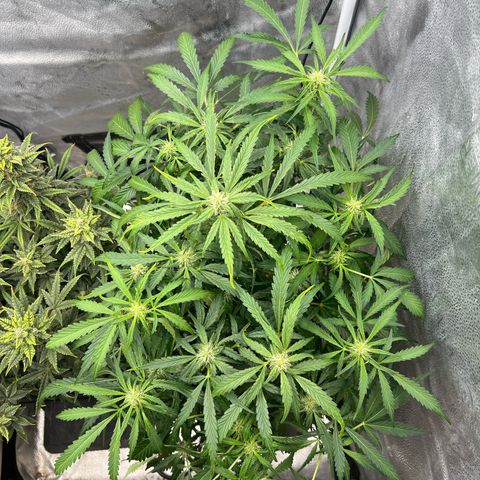 Fugue State x Pink Panama growlog timeline photo