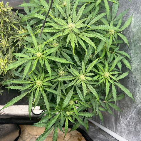 Fugue State x Pink Panama growlog timeline photo