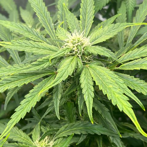 Fugue State x Pink Panama growlog timeline photo