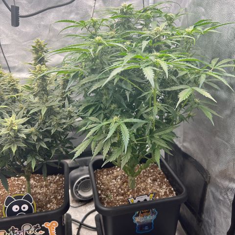 Fugue State x Pink Panama growlog timeline photo
