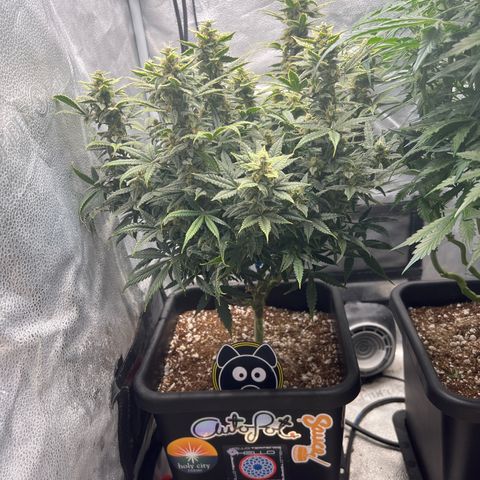 Queens Banner growlog timeline photo