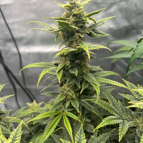 Queens Banner growlog timeline photo