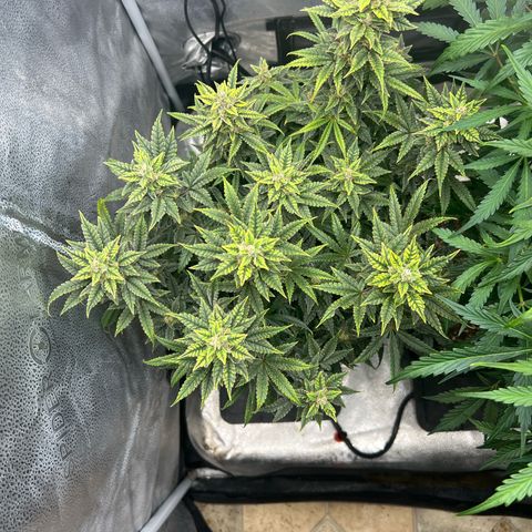 Queens Banner growlog timeline photo