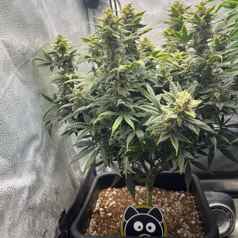 Queens Banner growlog timeline photo