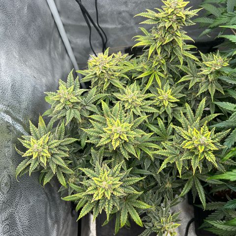 Queens Banner growlog timeline photo