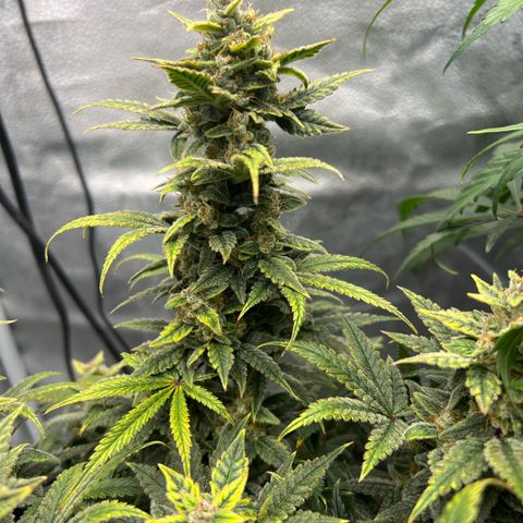 Queens Banner growlog timeline photo