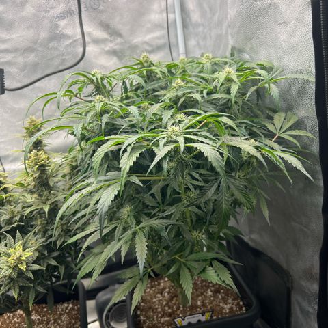 Fugue State x Pink Panama growlog timeline photo