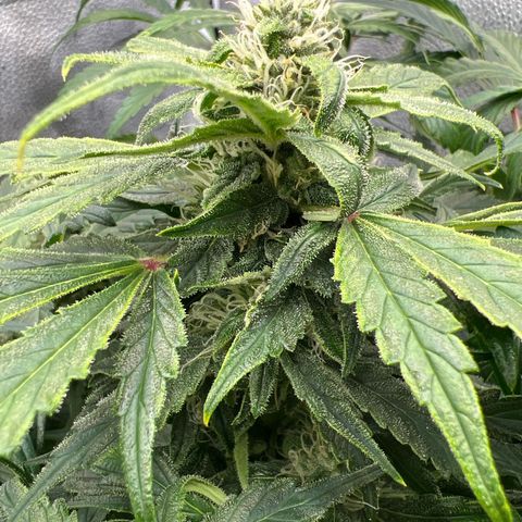 Fugue State x Pink Panama growlog timeline photo