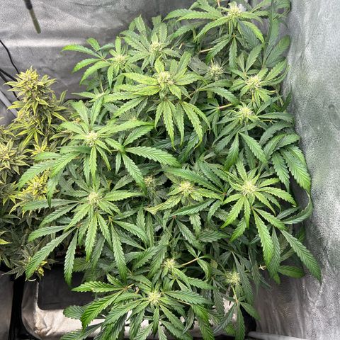 Fugue State x Pink Panama growlog timeline photo
