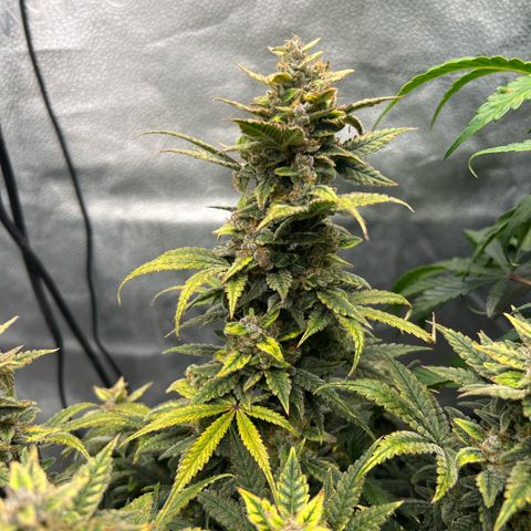 Queens Banner growlog timeline photo