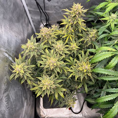 Queens Banner growlog timeline photo