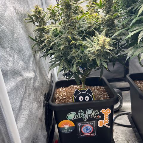 Queens Banner growlog timeline photo