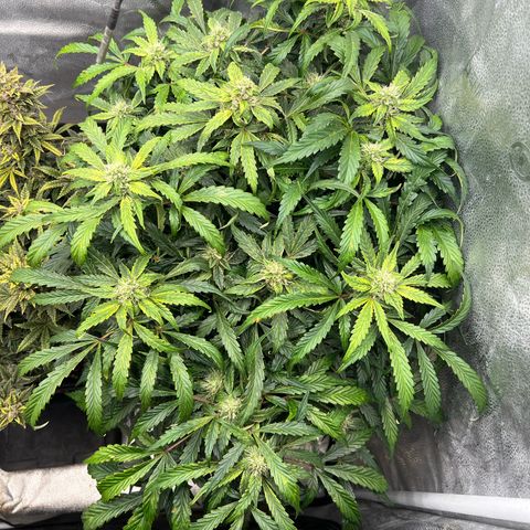 Fugue State x Pink Panama growlog timeline photo