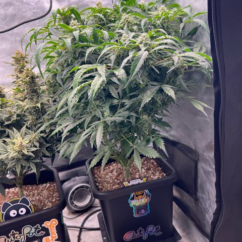 Fugue State x Pink Panama growlog timeline photo