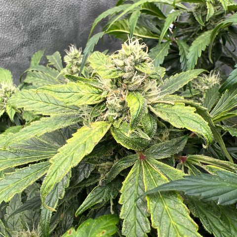 Fugue State x Pink Panama growlog timeline photo