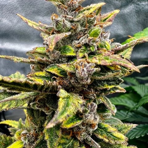 Queens Banner growlog timeline photo