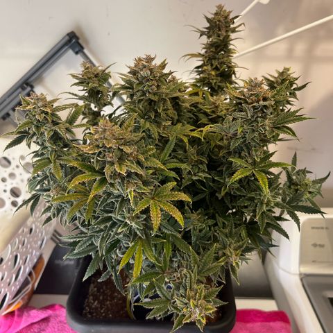 Queens Banner growlog timeline photo