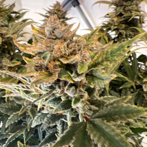 Queens Banner growlog timeline photo
