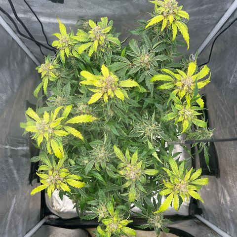 Fugue State x Pink Panama growlog timeline photo