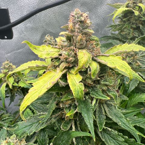 Fugue State x Pink Panama growlog timeline photo