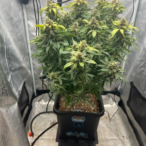 Fugue State x Pink Panama growlog timeline photo