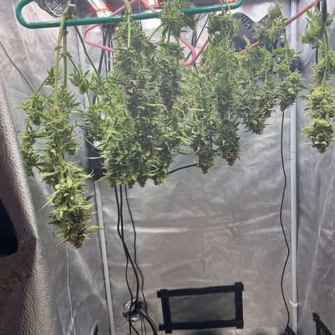 Fugue State x Pink Panama growlog timeline photo