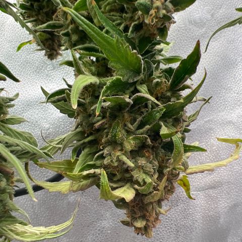 Fugue State x Pink Panama growlog timeline photo