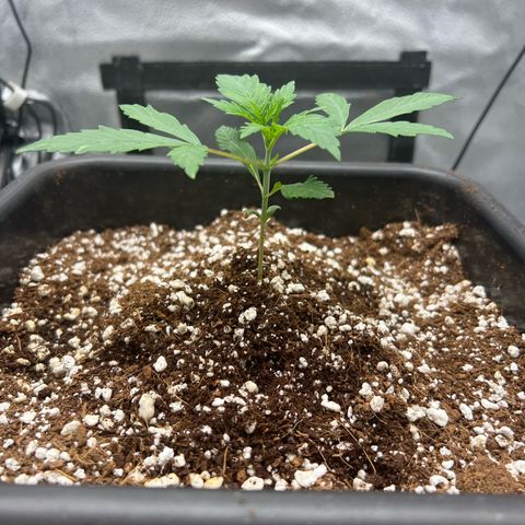 Exotic Cookies (Ethos Pluto Cut x Forum Cut Cookies) growlog timeline photo