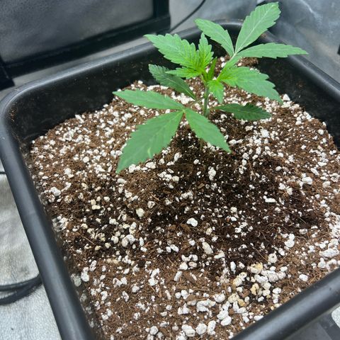 Exotic Cookies (Ethos Pluto Cut x Forum Cut Cookies) growlog timeline photo