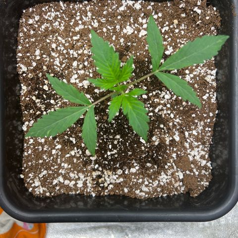 Exotic Cookies (Ethos Pluto Cut x Forum Cut Cookies) growlog timeline photo