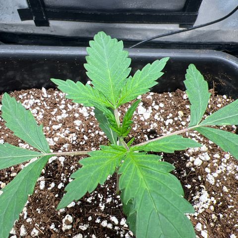 Exotic Cookies (Ethos Pluto Cut x Forum Cut Cookies) growlog timeline photo