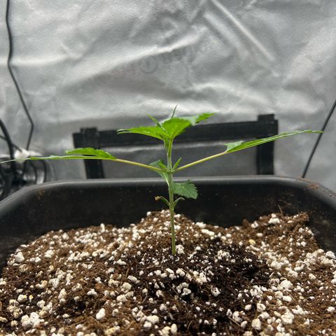 Exotic Cookies (Ethos Pluto Cut x Forum Cut Cookies) growlog timeline photo
