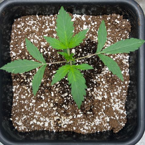 Exotic Cookies (Ethos Pluto Cut x Forum Cut Cookies) growlog timeline photo