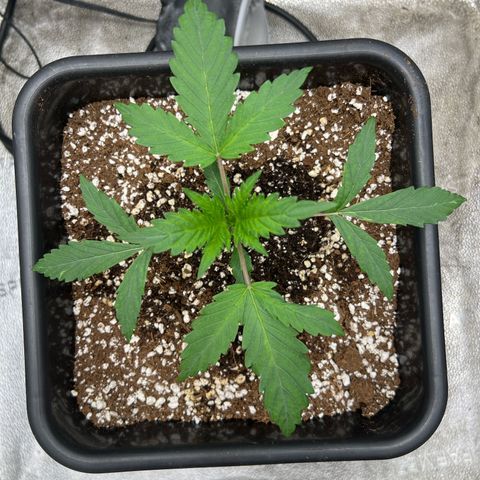 Exotic Cookies (Ethos Pluto Cut x Forum Cut Cookies) growlog timeline photo