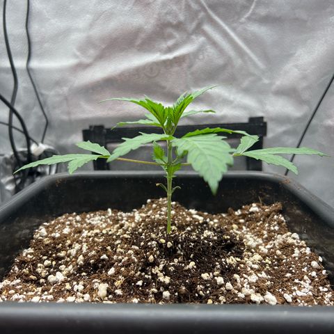 Exotic Cookies (Ethos Pluto Cut x Forum Cut Cookies) growlog timeline photo