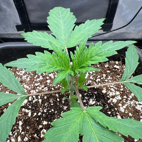 Exotic Cookies (Ethos Pluto Cut x Forum Cut Cookies) growlog timeline photo