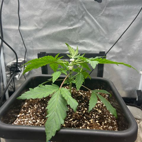 Exotic Cookies (Ethos Pluto Cut x Forum Cut Cookies) growlog timeline photo