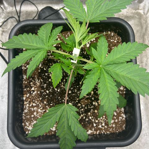 Exotic Cookies (Ethos Pluto Cut x Forum Cut Cookies) growlog timeline photo