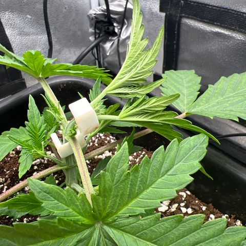 Exotic Cookies (Ethos Pluto Cut x Forum Cut Cookies) growlog timeline photo