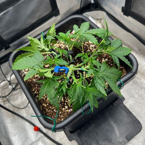 Exotic Cookies (Ethos Pluto Cut x Forum Cut Cookies) growlog timeline photo