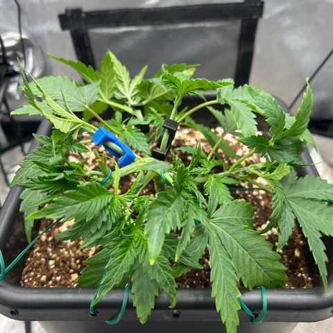 Exotic Cookies (Ethos Pluto Cut x Forum Cut Cookies) growlog timeline photo