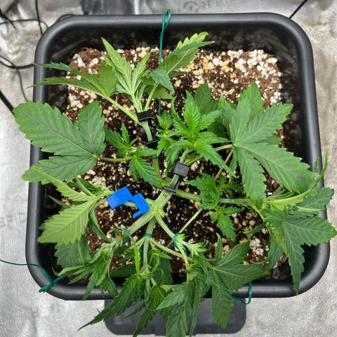 Exotic Cookies (Ethos Pluto Cut x Forum Cut Cookies) growlog timeline photo