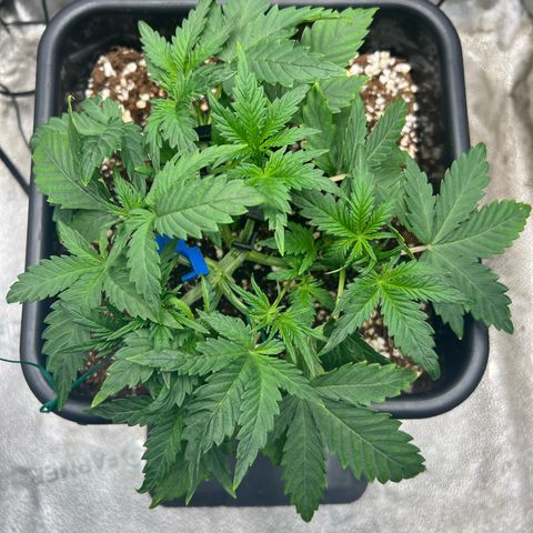 Exotic Cookies (Ethos Pluto Cut x Forum Cut Cookies) growlog timeline photo