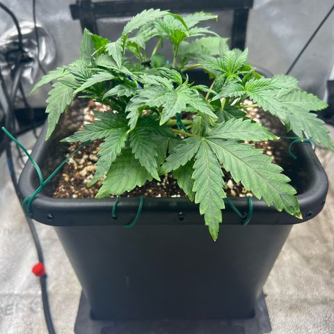 Exotic Cookies (Ethos Pluto Cut x Forum Cut Cookies) growlog timeline photo
